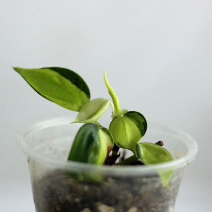 Philodendron cream splash "S"