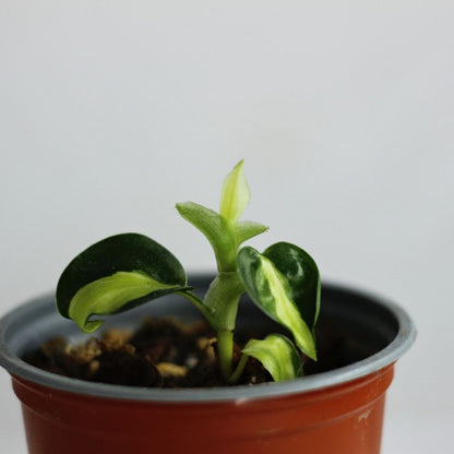 Philodendron cream splash "S"