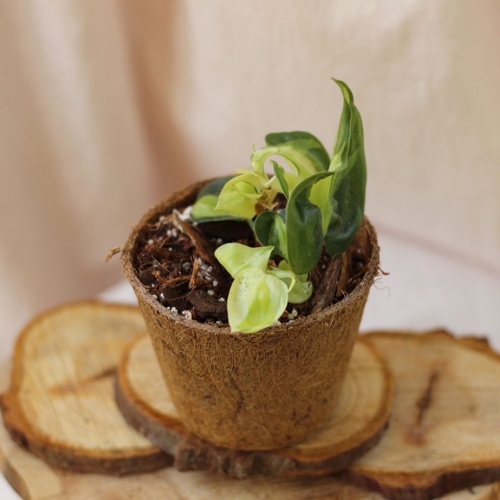 Philodendron Cream Splash "M" (šetrné k přírodě)