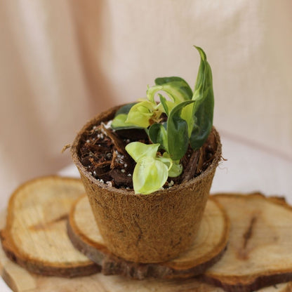 Philodendron Cream Splash "M" (šetrné k přírodě)