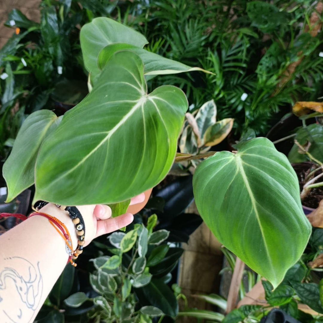 Philodendron Gloriosum