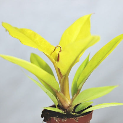Philodendron Golden Croc's