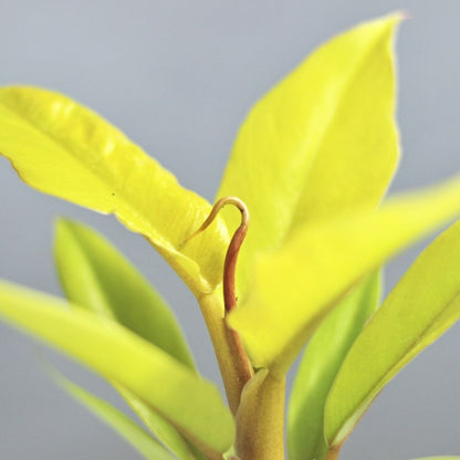 Philodendron Golden Croc's