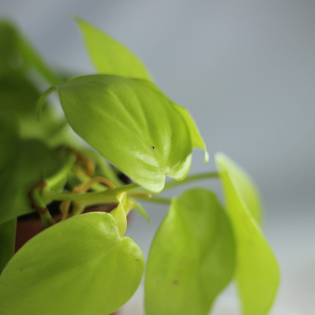 Philodendron Lemon Lime "M"