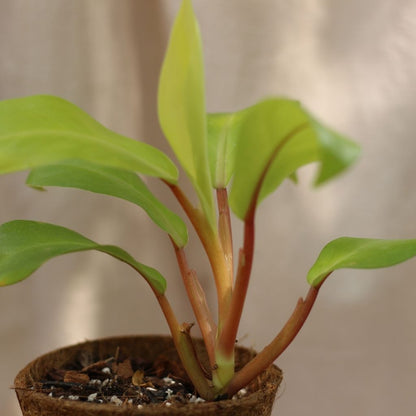 Philodendron Malay Gold "M" (šetrné k přírodě)