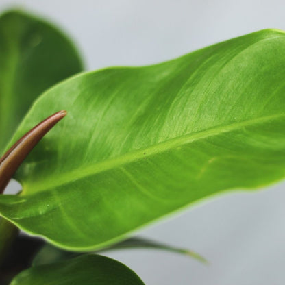 Philodendron moonlight "L"