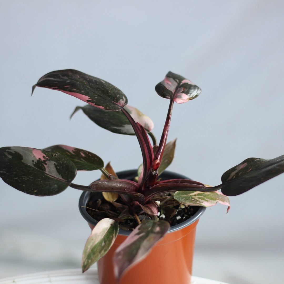 Philodendron Pink Princess "M"