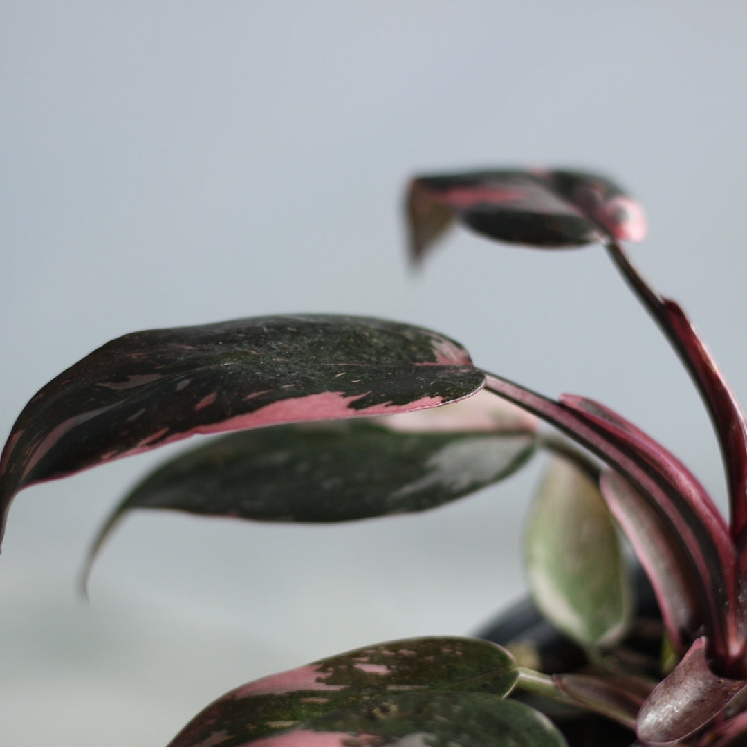 Philodendron Pink Princess "M"
