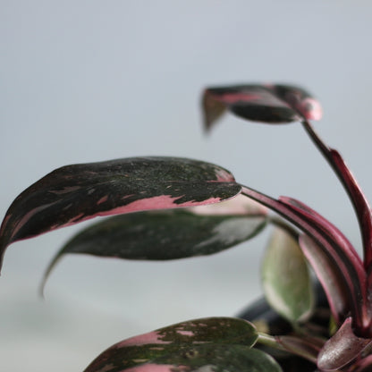 Philodendron Pink Princess "M"