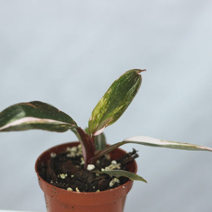 Philodendron pink princess "S"