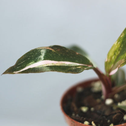 Philodendron pink princess "S"