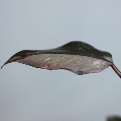 Philodendron Pink Princess "L"