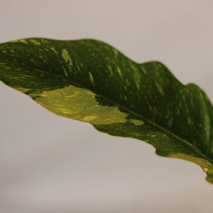 Philodendron Ring of Fire "L"