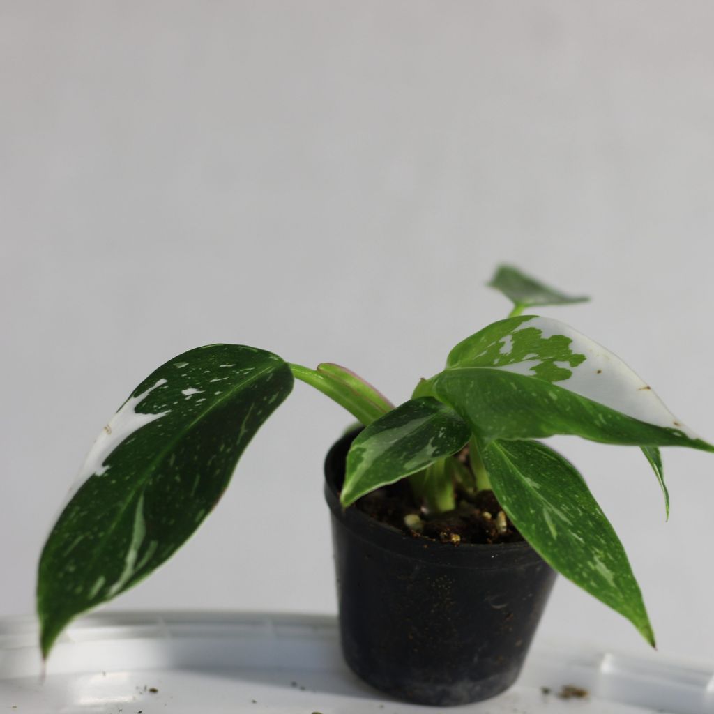 Philodendron White Princess "S"
