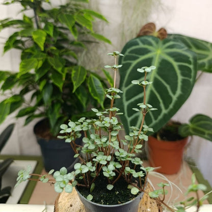 Pilea Glauca "S"