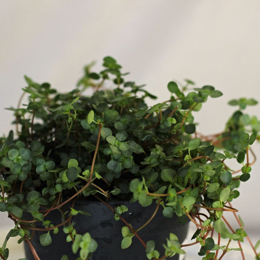 Pilea Glauca "M"