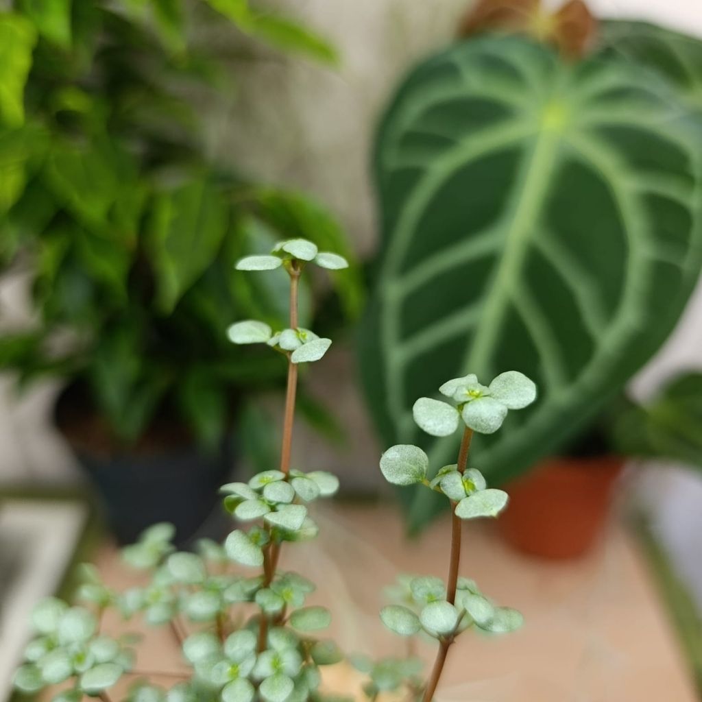 Pilea Glauca "S"
