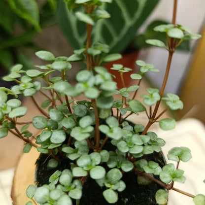 Pilea Glauca "S"