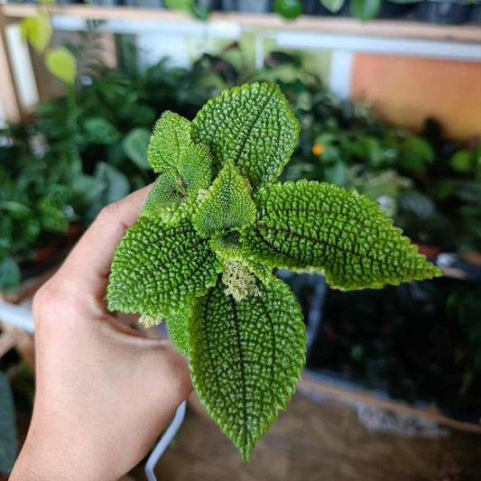 Pilea Moon Valey "S"