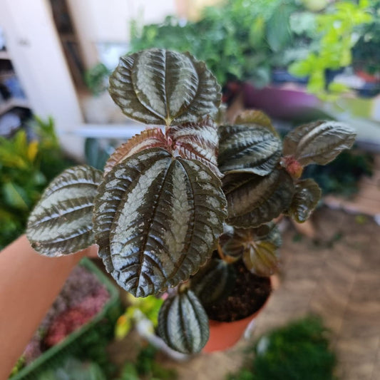 Pilea Norfolk "M"