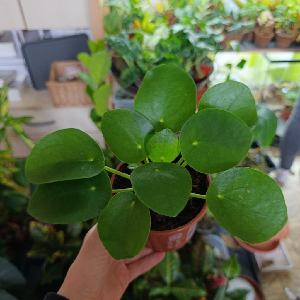 Pilea peperomides "M"
