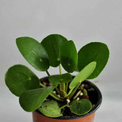 Pilea peperomides "M"