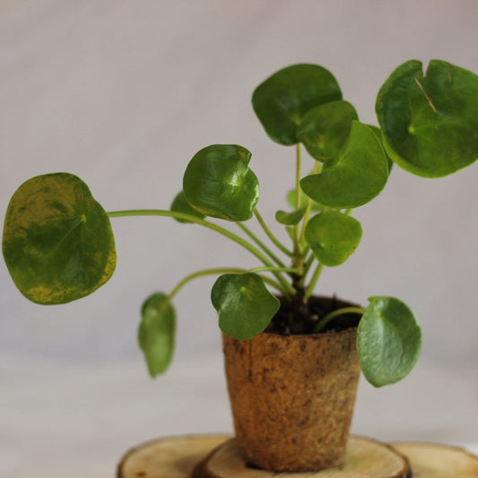 Pilea "M" (šetrné k přírodě)