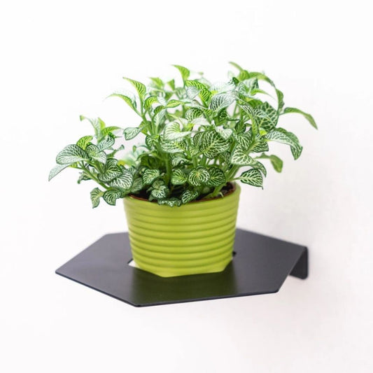 Police na pokojovky HEXA