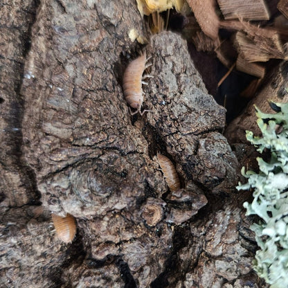 Porcellio Laevis "Orange"