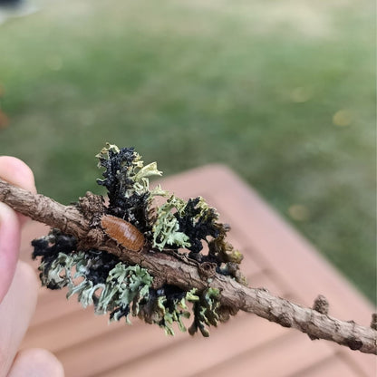 Porcellio Laevis "Orange"