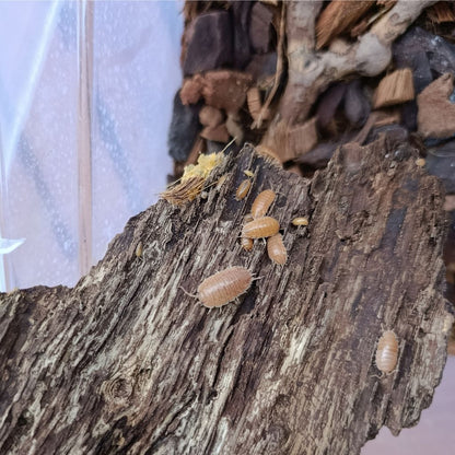 Porcellio Laevis "Orange"