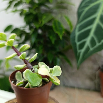 Portulacaria afra Jacq. "S"