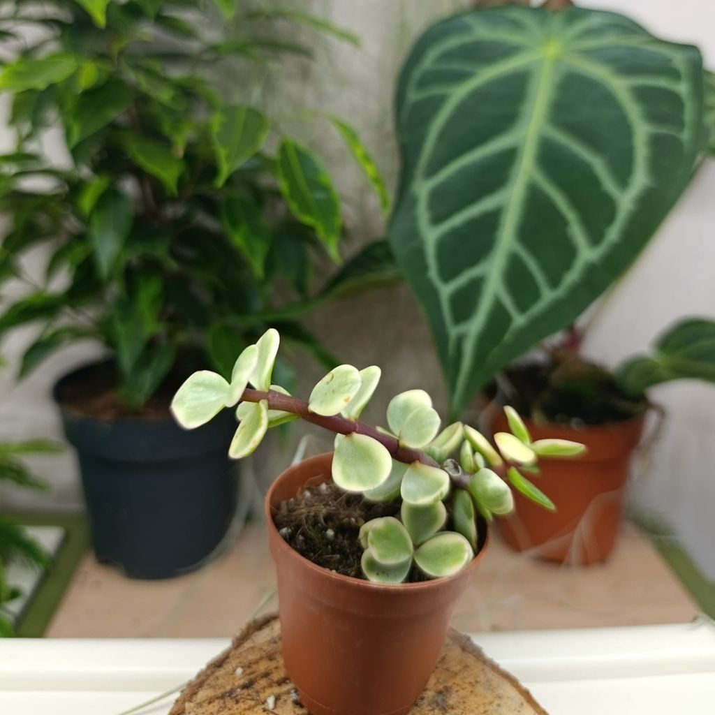 Portulacaria afra Jacq. "S"