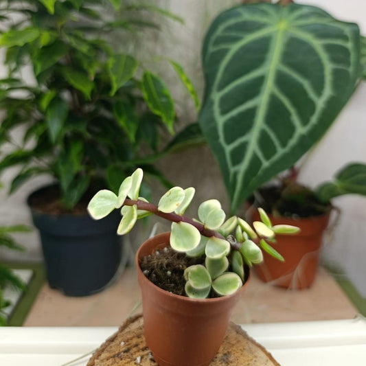 Portulacaria afra Jacq. "S"