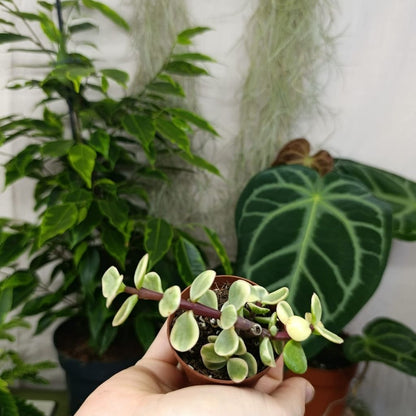 Portulacaria afra Jacq. "S"