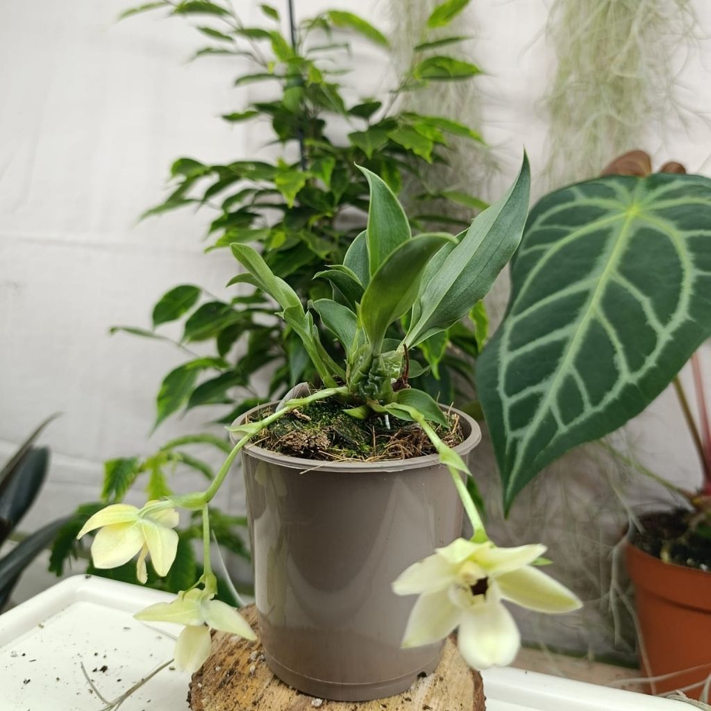 Promenaea Sunlight "M"