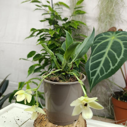 Promenaea Sunlight "M"