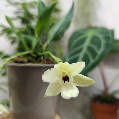 Promenaea Sunlight "M"