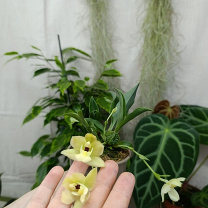 Promenaea Sunlight "M"