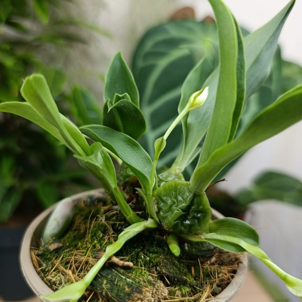 Promenaea Sunlight "M"