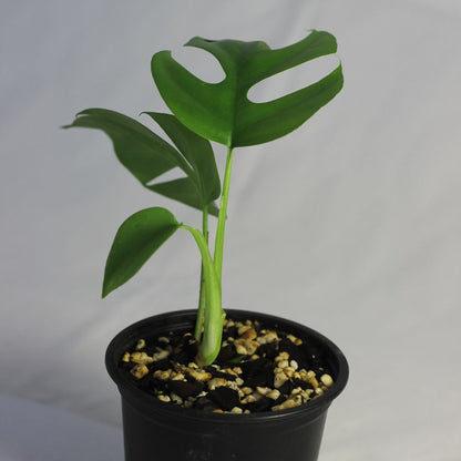 Rhaphidophora Tetrasperma "M"