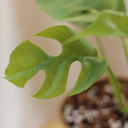 Rhaphidophora Tetrasperma "M" (šetrné k přírodě)