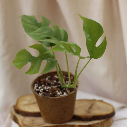 Rhaphidophora Tetrasperma "M" (šetrné k přírodě)