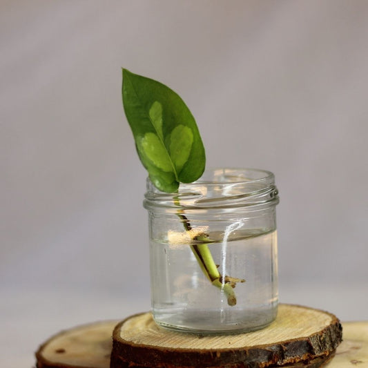 Epipremnum Global Green - řízek k zakořenění