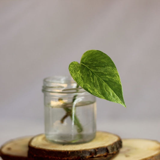 Epipremnum Marble Queen - řízek k zakořenění