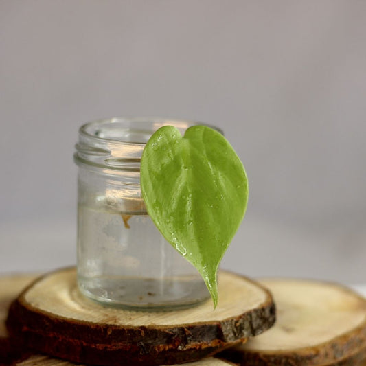 Philodendron Lemon Lime - řízek k zakořenění