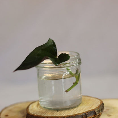 Syngonium Red Arrow - řízek k zakořenění