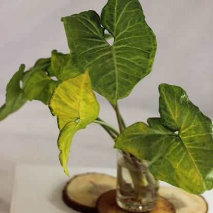 Syngonium butterfly - řízek k zakořenění