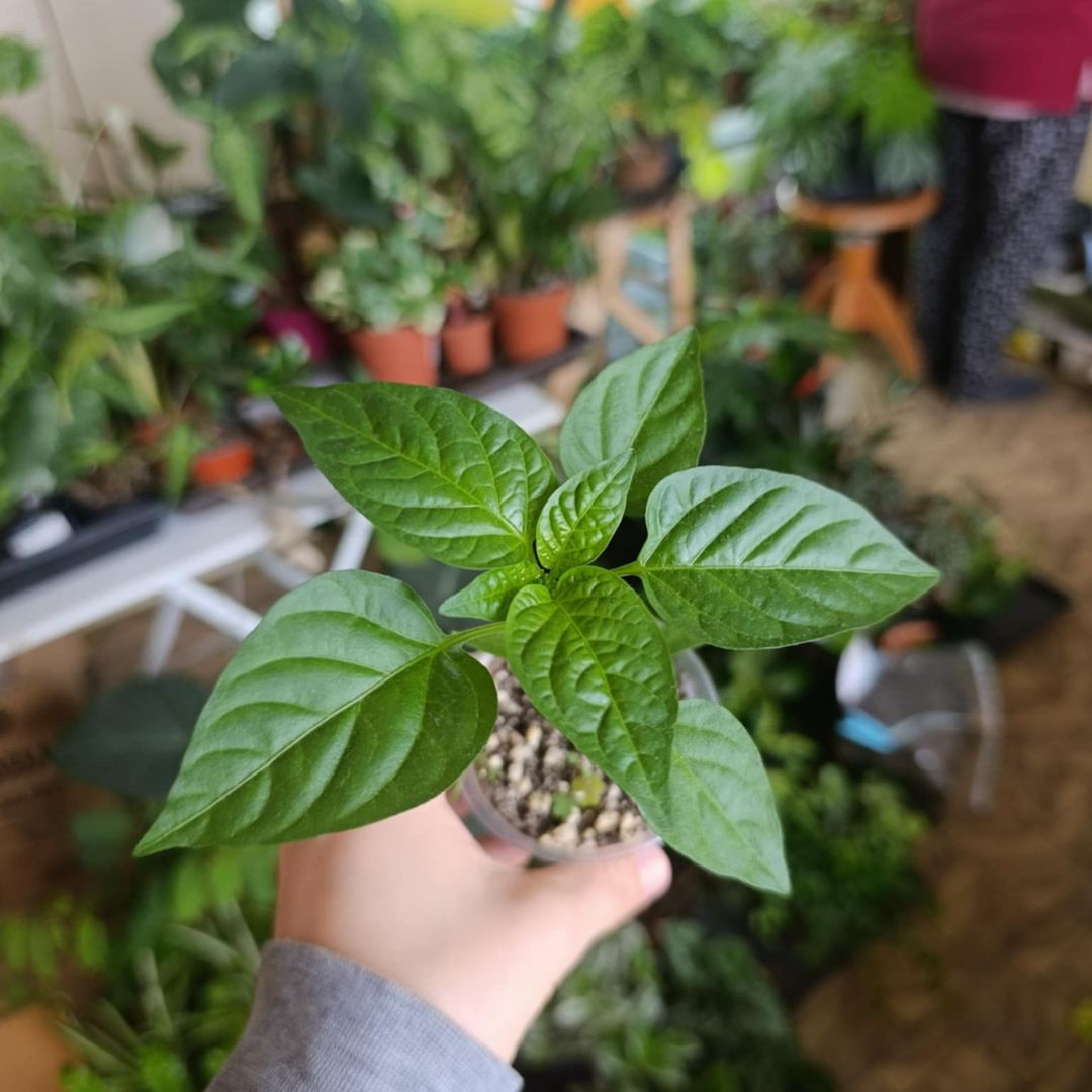 Sazenice paprik Rubinova