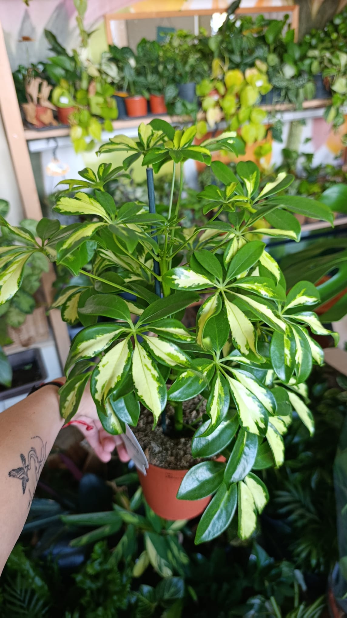 Schefflera arboricola Gerda "L"
